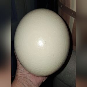 Ostrich Egg Shells For Crafting
